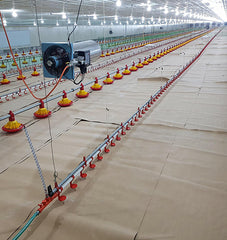 Control shed poultry in Pakistan low cost steel poultry shed 2 floor poultry farm on China WDMA